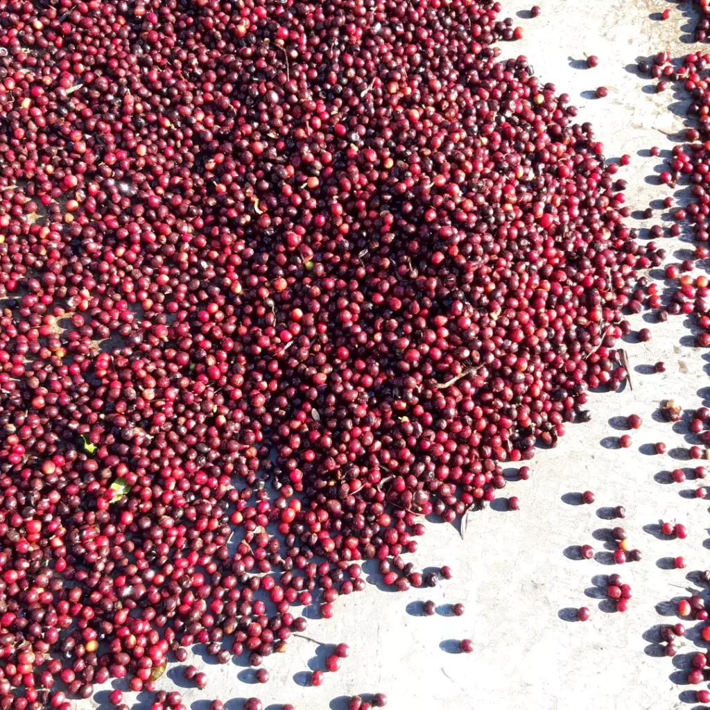 Nueva Era Coffee Beans Roasted by Minifundi