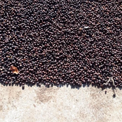 Grains de café Nueva Era torréfié par Minifundi