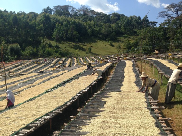 Plantation de café Kebira d'Ethiopie torréfié par Minifundi