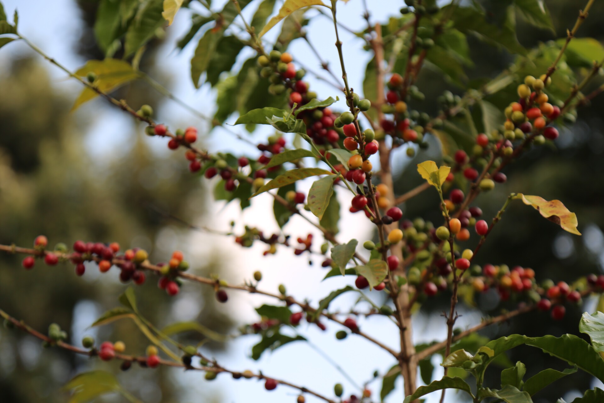 Branches de caféier avec baies rouges et vertes.