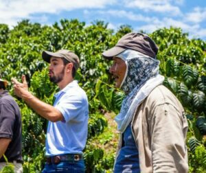 Travailleurs dans une plantation de café au soleil.