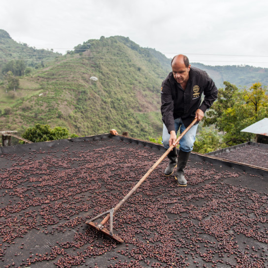 Homme collecte des grains de café en montagne.