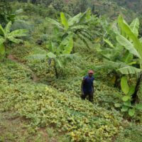 Homme marchant dans une plantation bananière verdoyante.