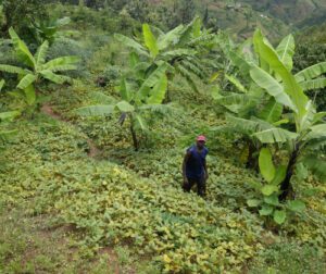 Homme marchant dans une plantation bananière verdoyante.