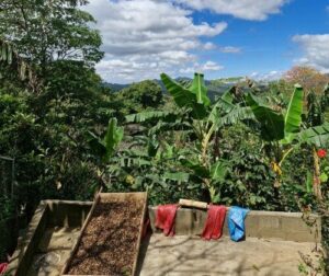 Vue d'une plantation tropicale sous le ciel bleu.