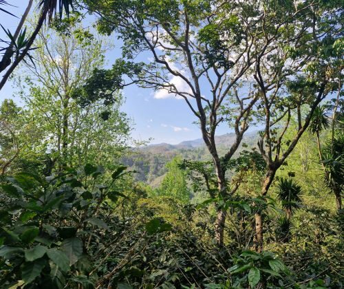 Paysage forestier tropical avec montagnes en arrière-plan.