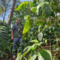 Homme dans une plantation de café verdoyante.