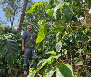 Homme dans une plantation de café verdoyante.