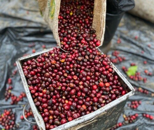 Grains de café rouges versés dans un bac.