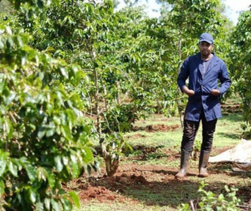 Homme inspectant plantation de café sous le soleil.