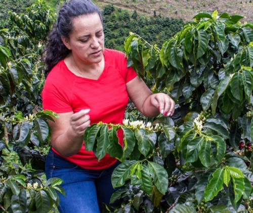 Femme cueillant des feuilles de café.