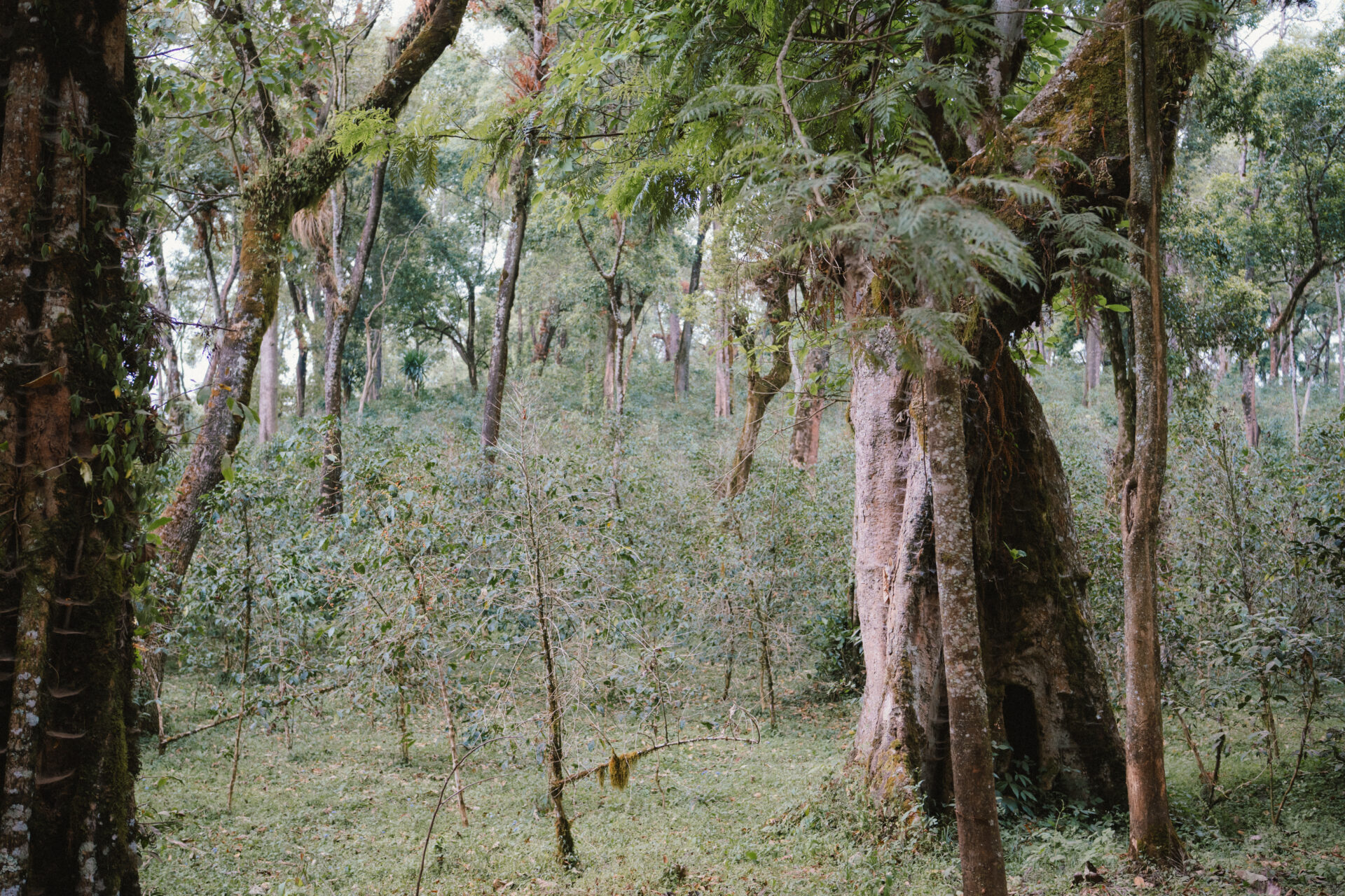 kebena